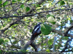 Dendrocopos major