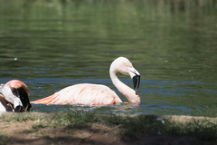 Phoenicopteridae