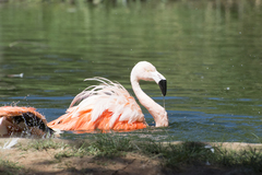 Phoenicopteridae