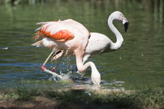 Phoenicopteridae