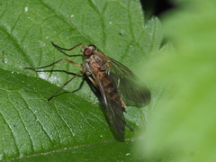 Rhagio