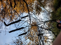 Agastache nepetoides