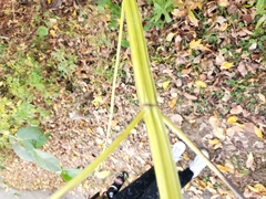 Agastache nepetoides