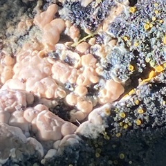 Peniophora incarnata