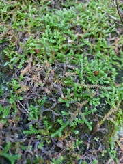 Selaginella denticulata