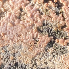 Peniophora incarnata