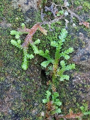 Selaginella denticulata