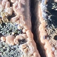 Peniophora incarnata