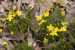 Hibbertia exutiacies