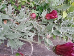 Arctotis stoechadifolia