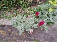 Arctotis stoechadifolia