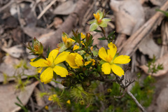 Hibbertia exutiacies
