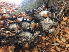 Craterellus cornucopioides