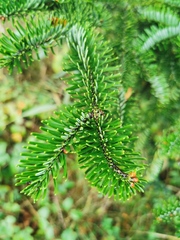 Abies alba