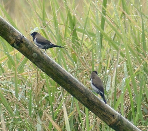 Black-faced Munia (Lonchura molucca), photo 9