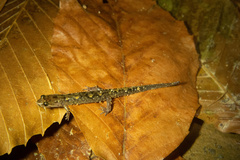 Desmognathus santeetlah