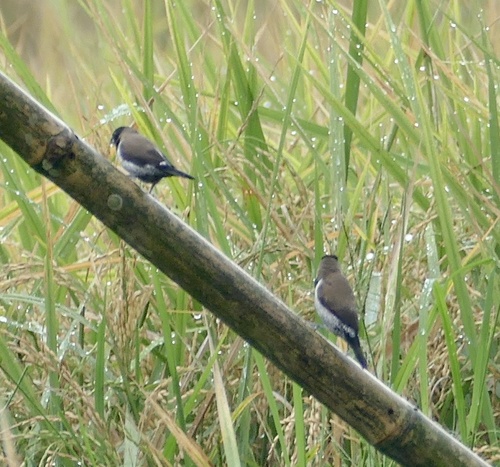 Black-faced Munia (Lonchura molucca), photo 10