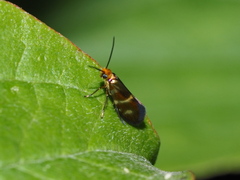 Micropterigidae