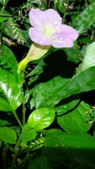 Asystasia gangetica gangetica