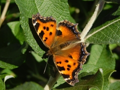 Nymphalis xanthomelas