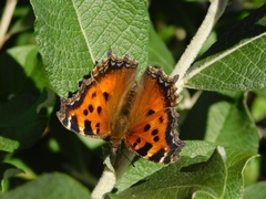 Nymphalis xanthomelas