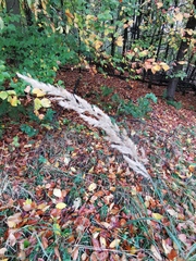 Calamagrostis epigejos