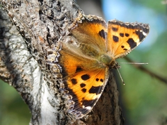 Nymphalis xanthomelas