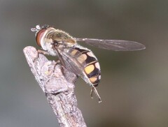 Melangyna