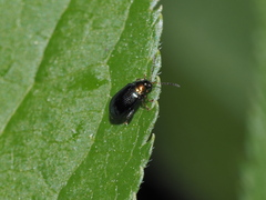 Crepidodera aurata