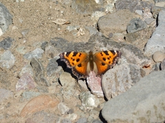 Nymphalis xanthomelas