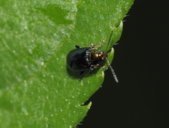 Crepidodera aurata