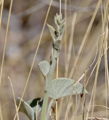 Ipomoea hieronymi