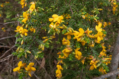 Pultenaea graveolens