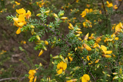 Pultenaea graveolens