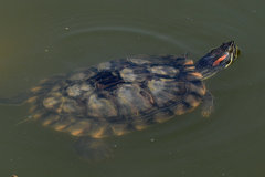 Trachemys scripta elegans