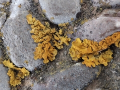 Xanthoria calcicola