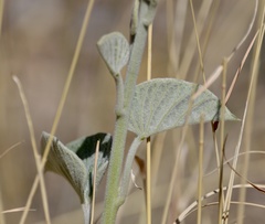 Ipomoea hieronymi