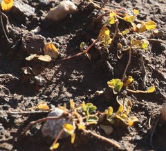 Euphorbia albomarginata