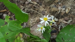 Eurybia schreberi