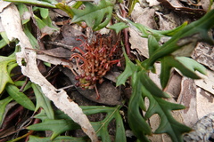 Grevillea obtecta
