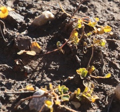 Euphorbia albomarginata