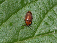 Scirtidae