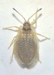 Acalypta carinata