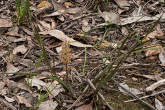 Lomandra multiflora multiflora