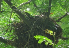 Turdus olivaceus olivaceus