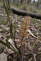 Lomandra multiflora multiflora