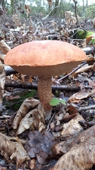 Leccinum aurantiacum