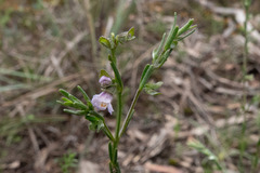 Prostanthera saxicola