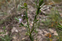 Prostanthera saxicola