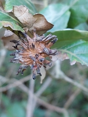 Andricus grossulariae